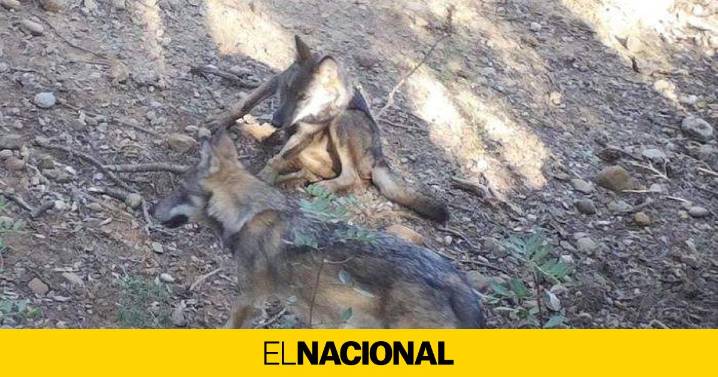 Primera manada de lobos detectada en Catalunya en un siglo: nacen tres cachorros en comarcas gerundenses