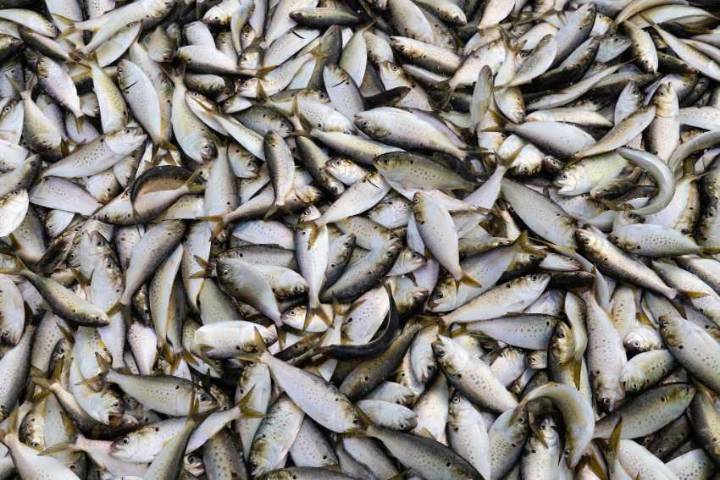 Louisiana ponders possible changes to commercial menhaden fishing rules