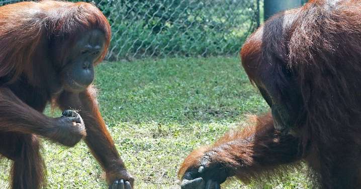 Waco's Cameron Park Zoo announces orangutan pregnancy, due in January