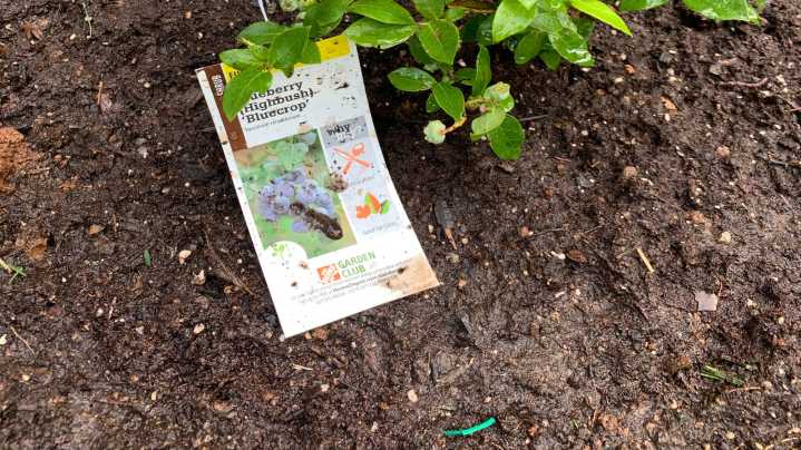 For The Most Success With Blueberry Shrubs, This Is How You Should Prepare Your Soil