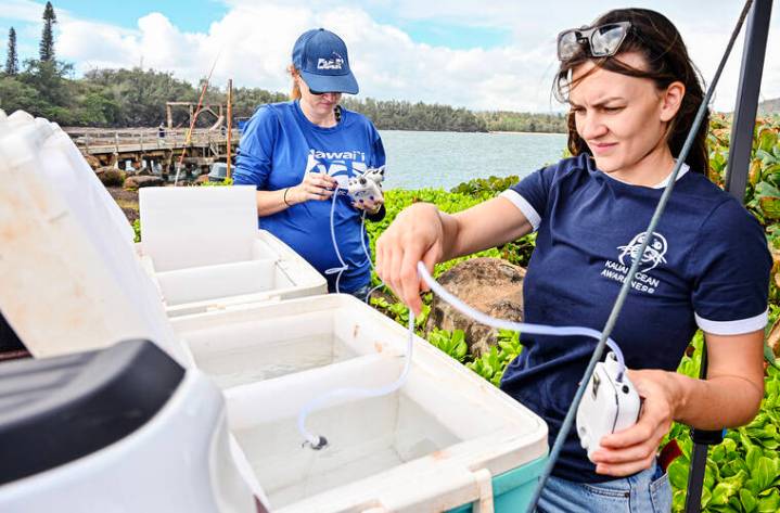 Coral rescued from Ahukini