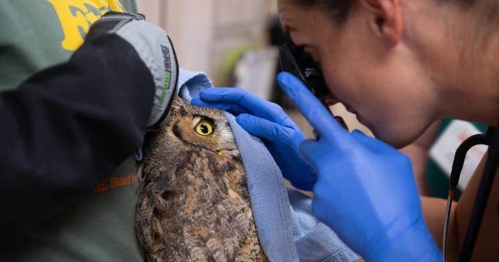 Owl partly covered in concrete after getting into cement mixer rescued in Utah