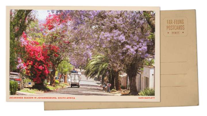 Greetings from Johannesburg, South Africa, where spring bursts with jacaranda blooms