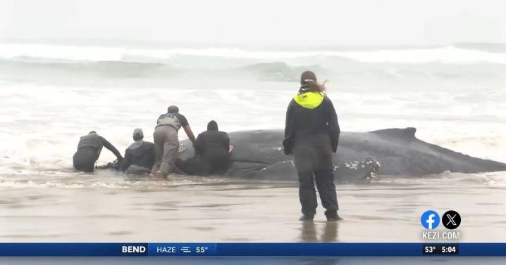 Efforts underway to save beached whale in Yachats