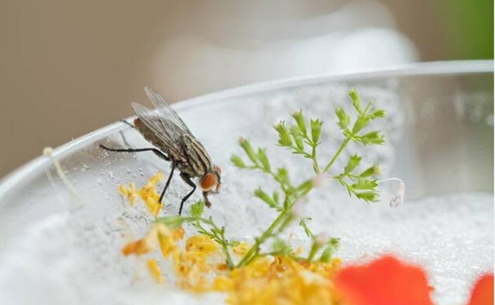 ¿Cómo ahuyentar las moscas de la casa y el jardín? Descubre el método infalible