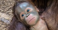 Chester Zoo reveals meaningful name of new baby orangutan