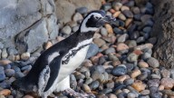 Meet Rosie, newest penguin to waddle through Aquarium of Pacific 