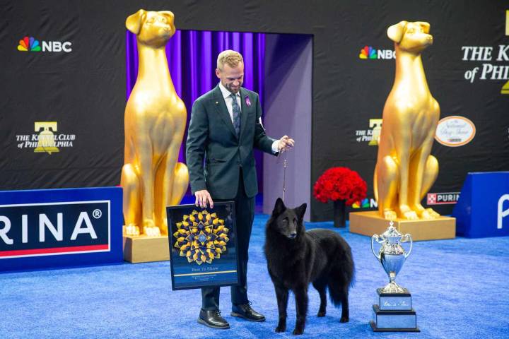 National Dog Show's Best in Show Win Goes to Soliel the Belgian Sheepdog