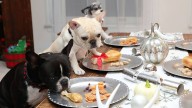 Keeping your pets safe on Thanksgiving