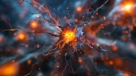 Stress-Sensitive Neurons May Have a Powerful Effect on Our Entire Brain
