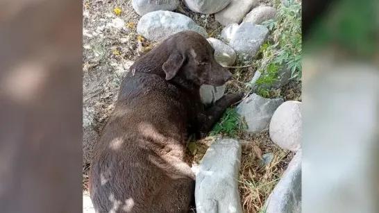 Inhabilitan al conductor que atropelló y mató a “Negrita” en Campo Quijano