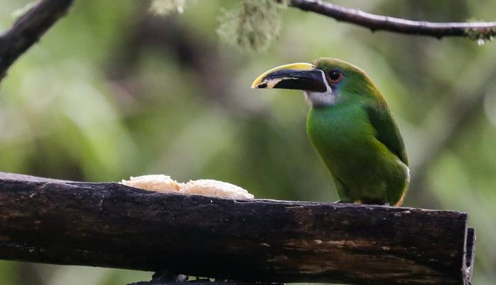 La pólvora en fiestas decembrinas: un riesgo para animales silvestres y domésticos