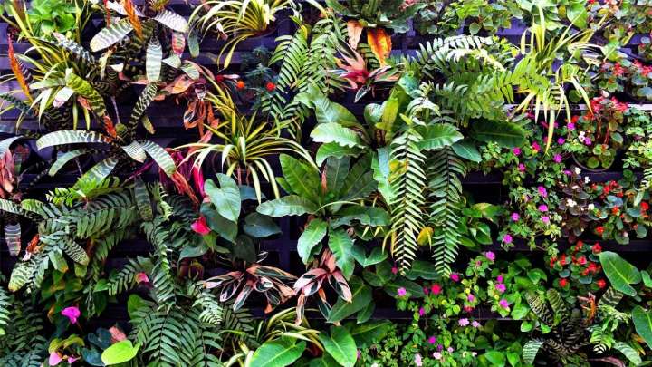 Cuidá las plantas de tu jardín: los 3 errores más comunes que frenan su crecimiento