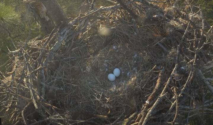 What to expect from North Fort Myers eagles after 2024 tragedy? F15 and M23 starting out great