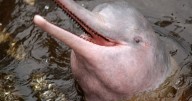 Amazon lake hit jacuzzi temperatures, leaving dolphins dead