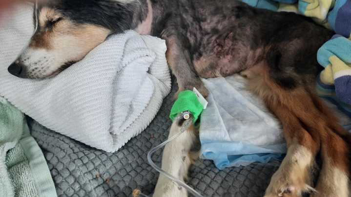 Ex-Florida deputy sentenced to 5 years of probation in animal abuse case