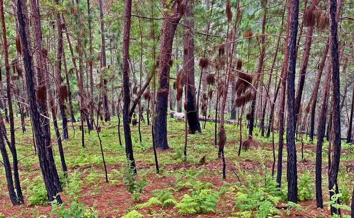 Guerra Mayitos vs Chapitos desata incendios forestales