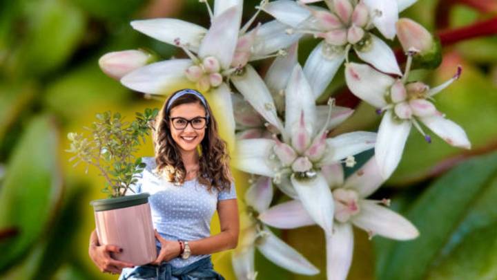 ¿Quieres tener un árbol de jade espléndido? Conoce el secreto para que estalle de flores y tenga hojas carnosas