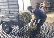 La falta de lluvia deja una campaña de aceituna menor de la esperada