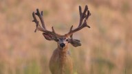 A Mule Deer-Palooza Is Coming To Casper And Douglas
