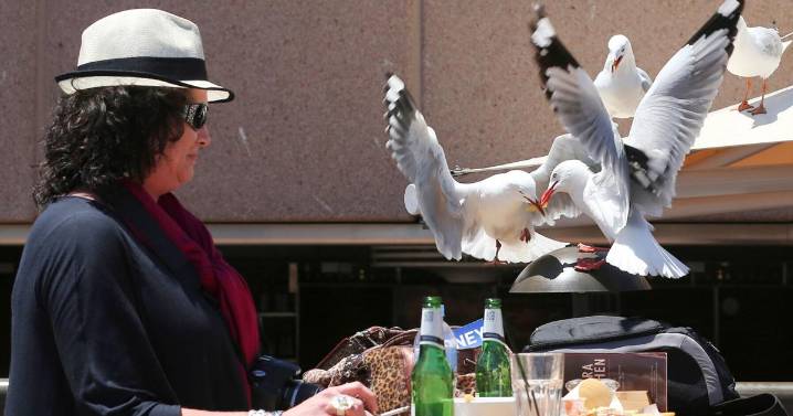 Food-snatching seagulls are more likely to leave you alone if you shout at them, researchers say