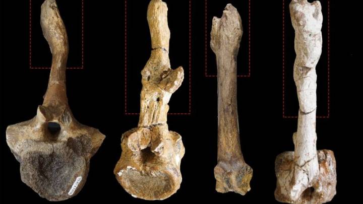 Mating injuries may lead scientists to identify dinosaurs’ sex