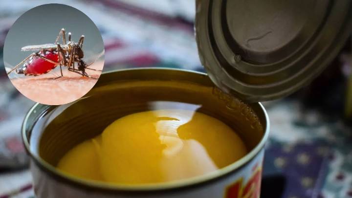 Cómo ahuyentar a los mosquitos de casa usando latas de durazno: repelente casero efectivo