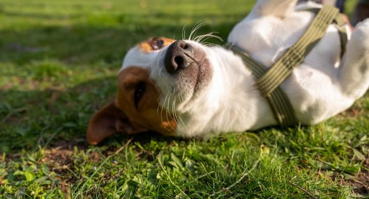 Piura: Campaña veterinaria gratuita se realizará este sábado