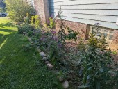 Adding native plants to cover a foundation: Once we remove nonnative shrubs, do natives fill the void?