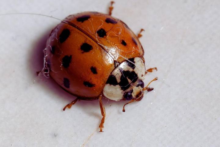 Asian Lady Beetles Are Swarming East Texas Homes Again