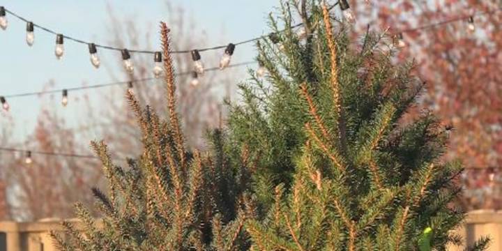 Christmas trees arriving in Ozarks lots & nurseries