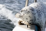 Seal escapes orca hunt by jumping onto photographer’s boat