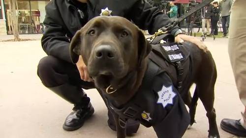 Meet Savannah, Fresno Police's first