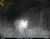 Western South Africa Sees Leopards Returning to Ancestral Habitat After 170 Years