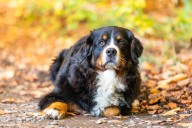 Best Puppy Dog Foods for Bernese Mountain Dogs