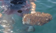 Identifican especies marinas afectadas por coral invasor en Anzoátegui