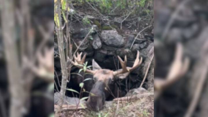 Family In Maine Rushes To Save Enormous Creature Trapped Deep Beneath The Ground