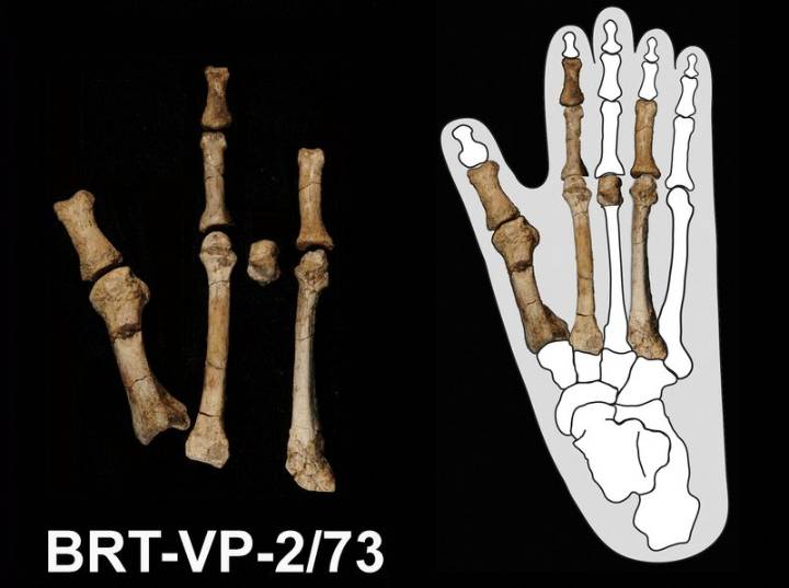 Scientists solve the mystery of the prehistoric 'Burtele Foot'