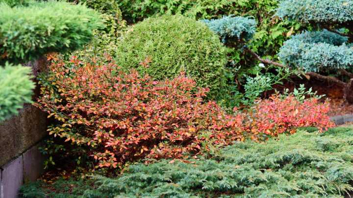 14 Colorful Shrubs Perfect For Autumn Border Gardens