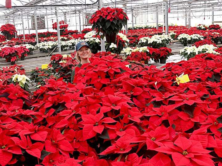 Growing Concerns: Holiday colours and combinations abound