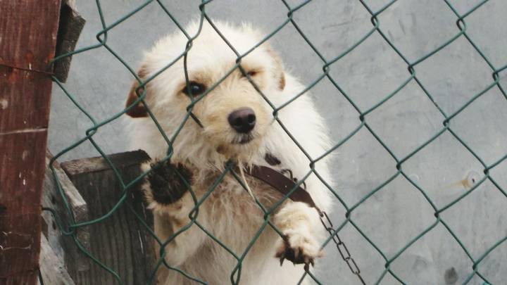 Rescatan 31 perros de criadero clandestino en Risaralda: el presunto responsable fue capturado