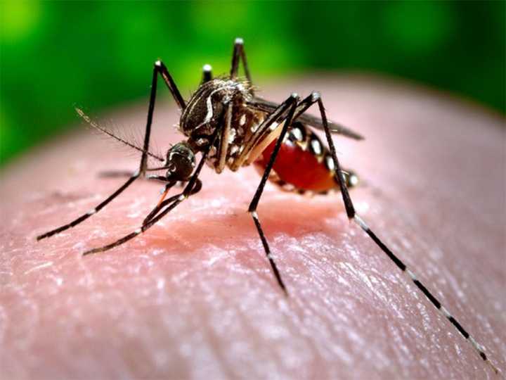 Pakistan dengue toll hits 36
