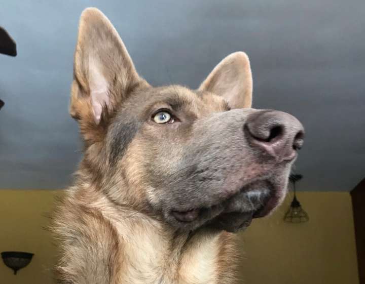 Manlius shuts down the Dog Gone Inn, plagued by filth, neglect and a death, police say