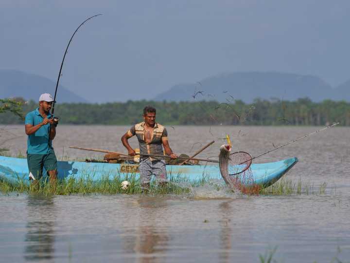 Photos: Sri Lankan villagers adapt to snakehead fish invasion