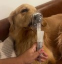 'Pura parivaar bimaar': Alarming Delhi AQI forces Golden Retriever onto nebuliser