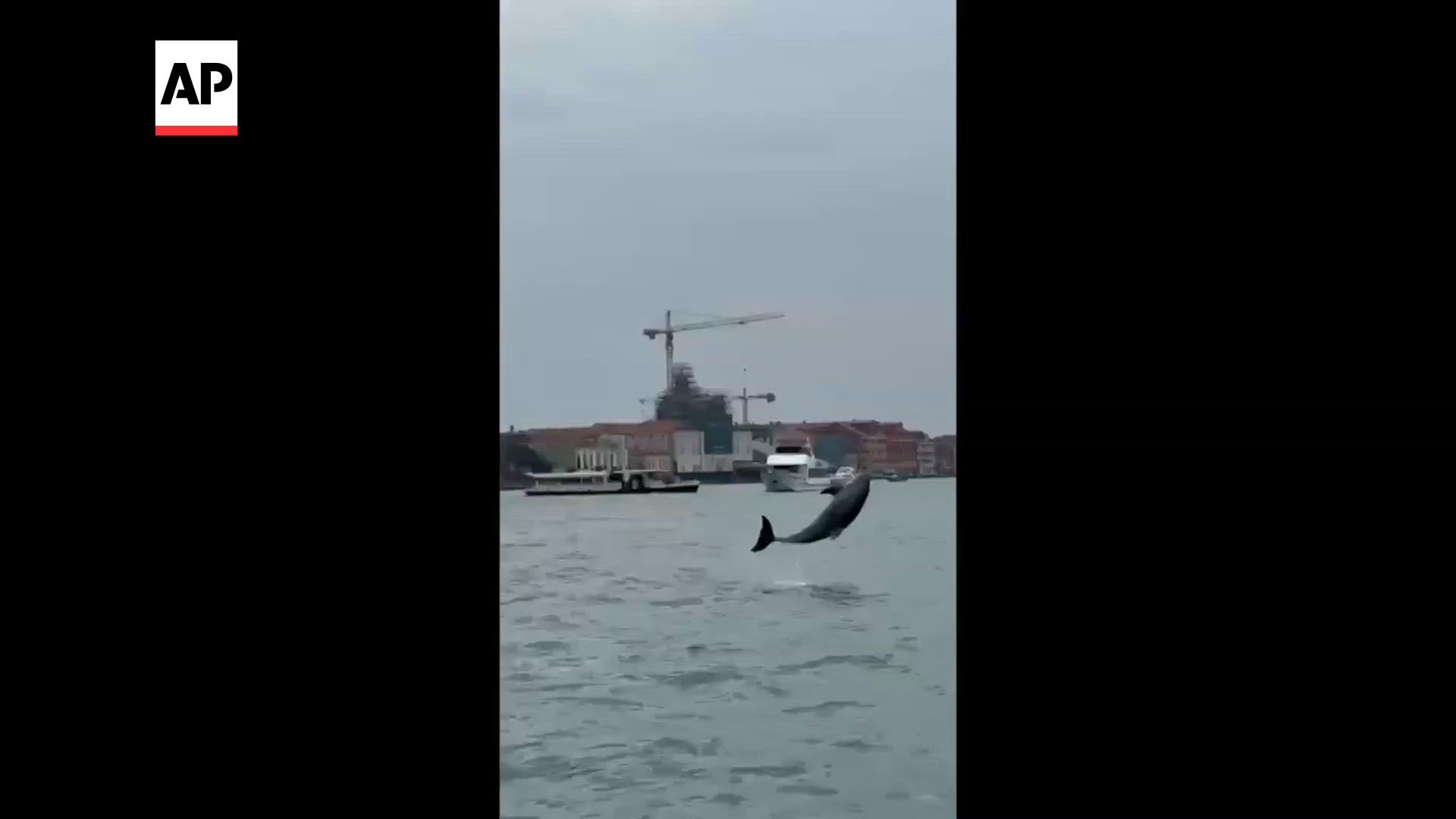 Dolphin delights Venetians and tourists with acrobatic aquatic flips in the lagoon