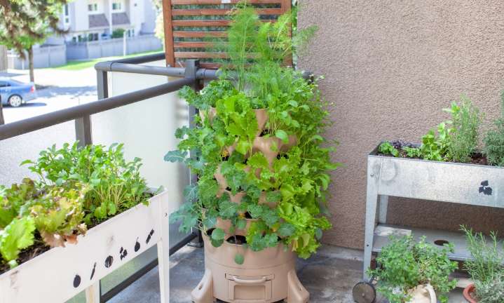 Contrario a lo creído, revelan que muchas plantas de interior pueden colaborar con el estrés