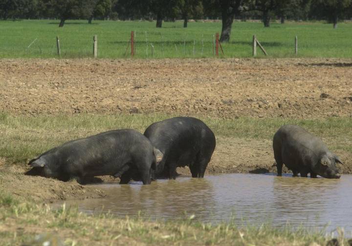 Las cabañuelas alertan con su refrán para esta semana: «Por San Martino mata tu cochino, coge la piña y...»