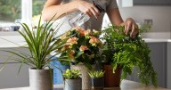 Households urged to make one change to avoid killing indoor plants this winter