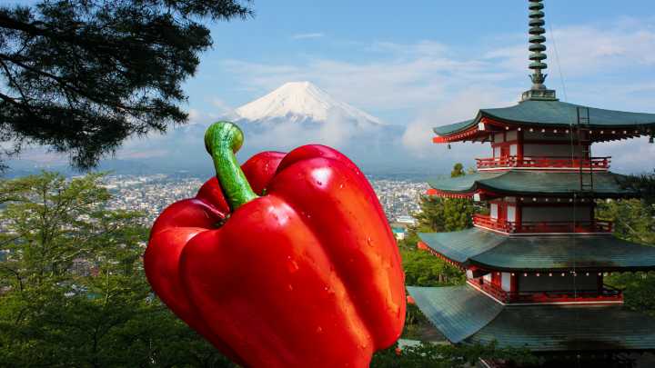 Chile morrón de Jalisco se alista para ir a Japón